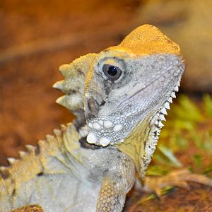 Boyd's Forest Dragon (Lophosaurus boydii)