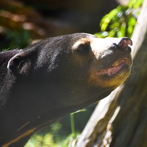 Sun Bear (Helarctos malayanus)