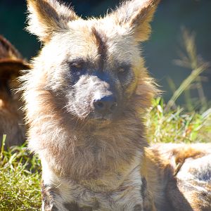 African Wild Dog (Lycaon pictus)