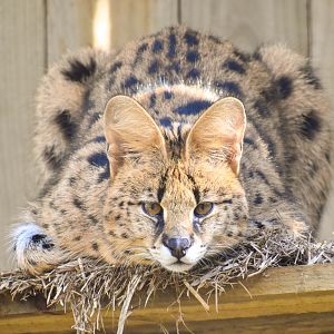 Serval (Leptailurus serval)