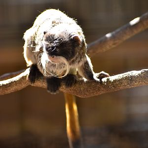 Emperor Tamarin (Saguinus imperator)