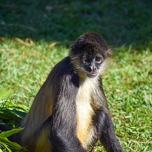 Black-handed Spider Monkey (Ateles geoffroyi)