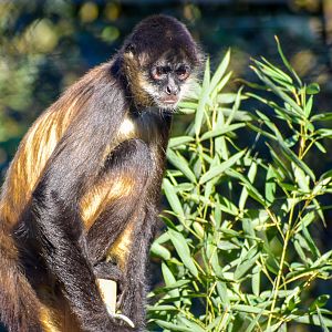 Black-handed Spider Monkey (Ateles geoffroyi)