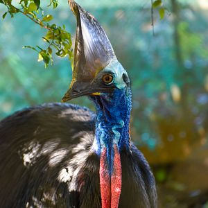 Southern Cassowary (Casuarius casuarius)