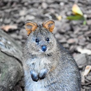 Quokka (Setonix brachyurus)