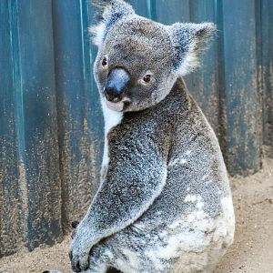 Koala (Phascolarctos cinereus)