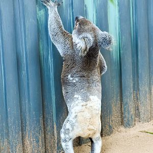 Koala Scratching Fence