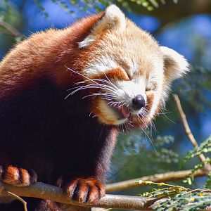Red Panda (Ailurus fulgens)