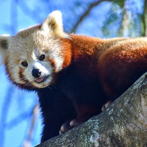 Red Panda (Ailurus fulgens)