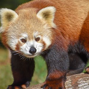Red Panda (Ailurus fulgens)