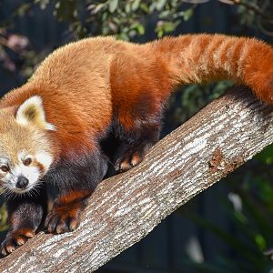 Red Panda (Ailurus fulgens)
