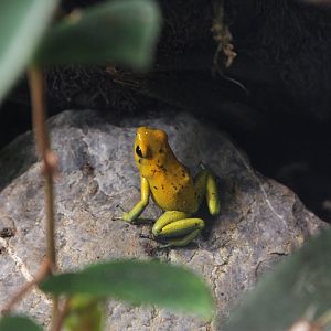 Golden poison frog (Phyllobates terribilis)