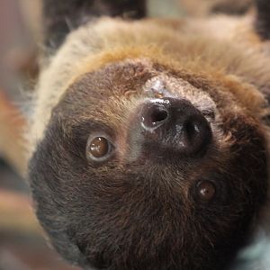 Linnaeus's two-toed sloth (Choloepus didactylus)