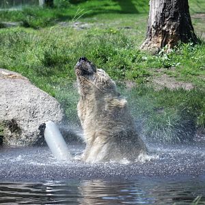 Polar bear (Ursus maritimus)