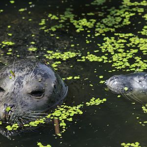 Harbour seal (Phoca vitulina) with young