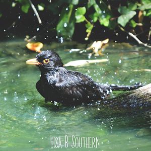 Bathing Blackbird