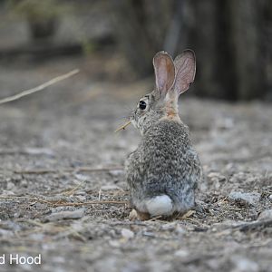 desert cottontail