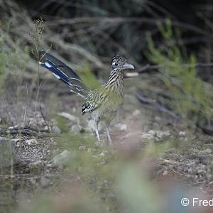 greater roadrunner