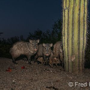 javelina family at dusk