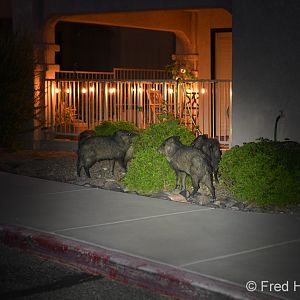 javelinas at night