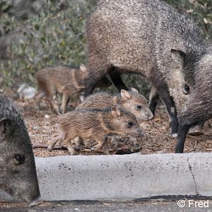 baby javelinas
