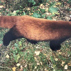 Red panda 1990s