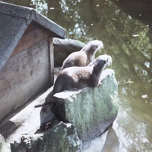 Otters 1990s