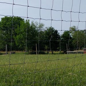 Mixed Domestic Species Paddock