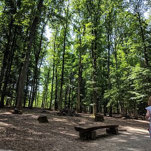 Inside the Deer Walkthrough