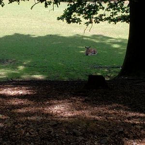 Part of the Deer Walkthrough