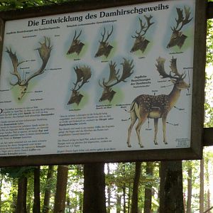 European Fallow Deer Signage