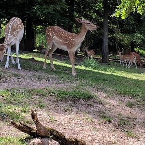 European Fallow Deer