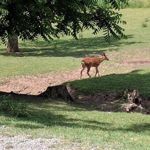 Part of the Deer Walkthrough