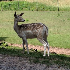 European Fallow Deer