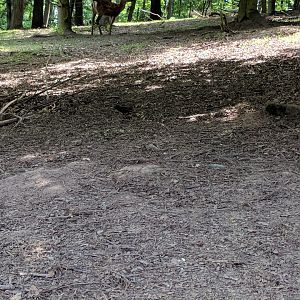 Wild Common Starling