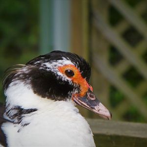 Domestic Muscovy Duck