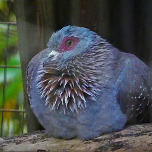 New! - Speckled Pigeon