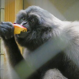 Müller's Gibbon