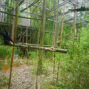 Lar Gibbon Exhibit