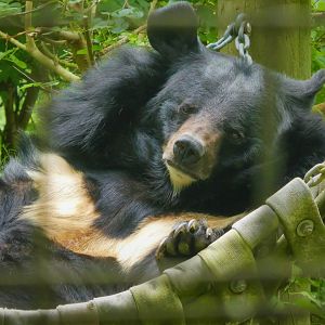 Asian Black Bear