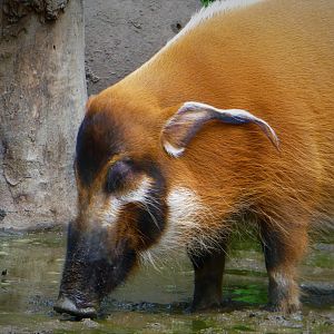 Red River Hog