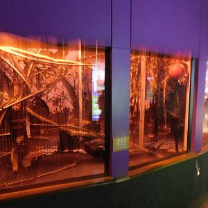 Discovery Zoo - Kinkajou Exhibit - Sep. 2020