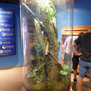 Discovery Zoo - Mossy Leaf-Tailed Gecko Exhibit - Sep. 2020