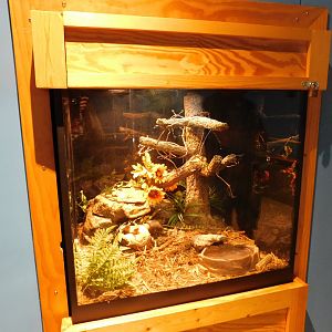 Discovery Zoo - Pueblan Milk Snake Exhibit - Sep. 2020