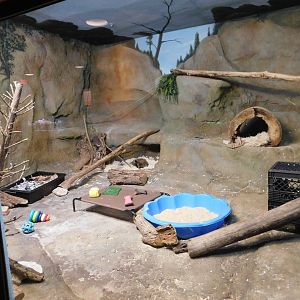Discovery Zoo - Bat-Eared Fox Exhibit - Sep. 2020