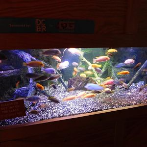 Discovery Zoo - Cichlid Tank - Sep. 2020