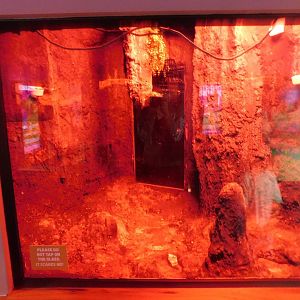 Discovery Zoo - Jamaican Fruit Bat Exhibit - Sep. 2020