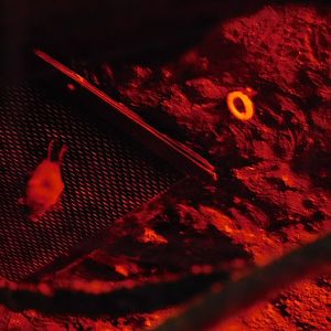 Discovery Zoo - Jamaican Fruit Bat - Sep. 2020