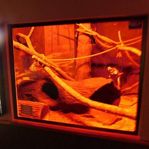 Discovery Zoo - Prehensile-Tailed Porcupine Exhibit - Sep. 2020