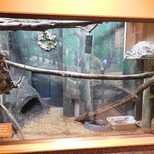 Discovery Zoo - Linne's Two-Toed Sloth Exhibit - Sep. 2020